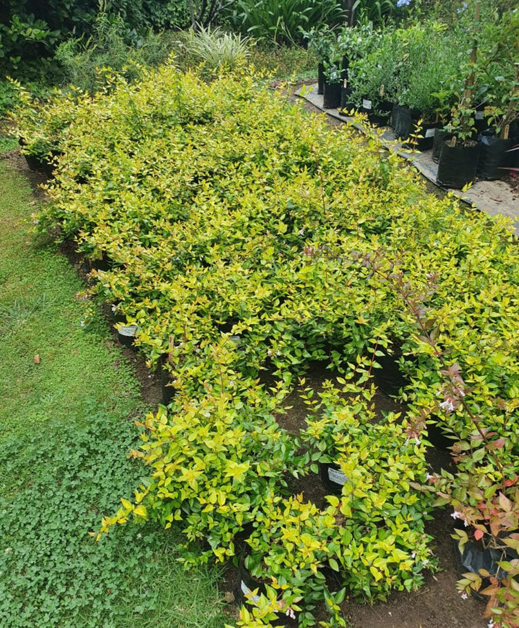 Abelia Francis Mason | Extra Large Gallon Plants | Vibrant & Variegated Foliage, Drought-Tolerant, Low-Maintenance Shrub, Perfect for Landscaping, Borders & Ornamental Gardens