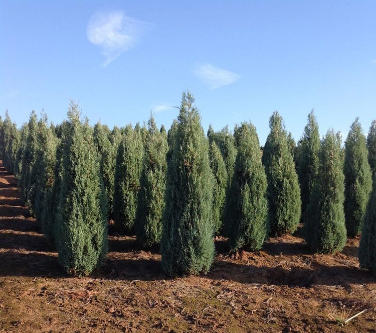 Medora Juniper | Live Gallon Size Plants | Perfect for Year-Round Landscaping, Privacy Screening, and Low Water Environments, Drought-Tolerant