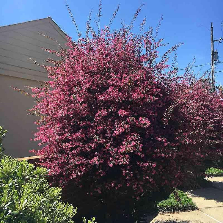 Loropetalum Zhuzhou I Live Plants I Chinese Fringe Flower I Striking Deep Purple Foliage with Vivid Pink Blooms, Ideal for Hedges, Borders, and Ornamental Gardens