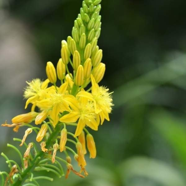 Bulbine Yellow | Live Gallon Size Plants | Bright Yellow Flowering Succulent, Live Plant, Perfect for Sunny Gardens, Drought-Tolerant Landscape Addition