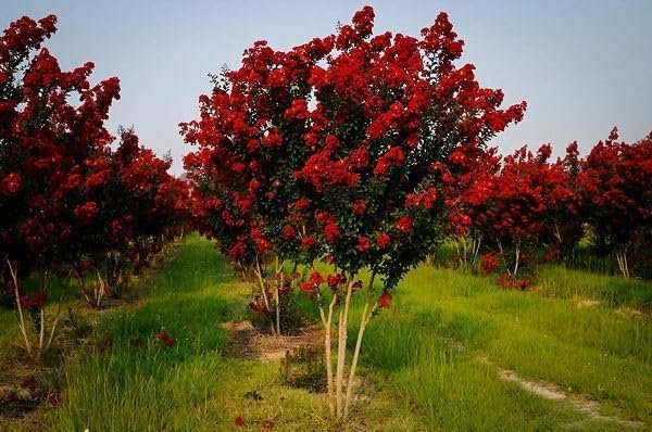 Crape Myrtle Red Rocket | Live Plants | Vivid Scarlet Blooms, Live Plant, Striking Ornamental Shrub for Vibrant Garden Displays