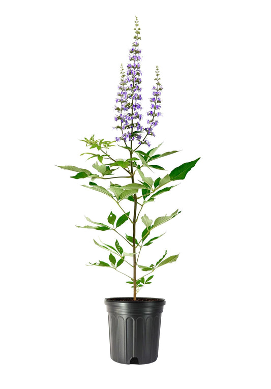 Chaste Tree | Large Gallon Size Pot | Vitex Agnus-Castus | Flowering Ornamental Shrub | Drought-Tolerant Garden Plants