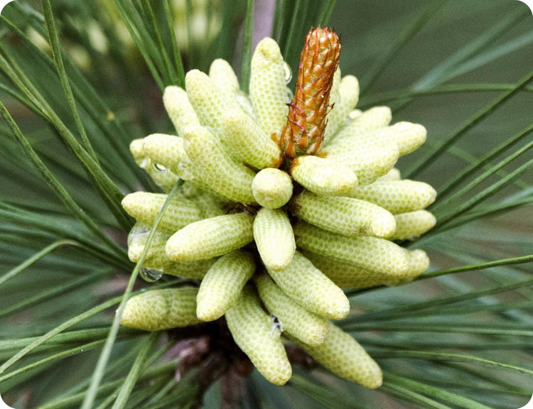 Loblolly Pine Tree | Large Gallon Size Pots | Pinus Taeda | Fast-Growing Evergreen | Shade Tree Plants