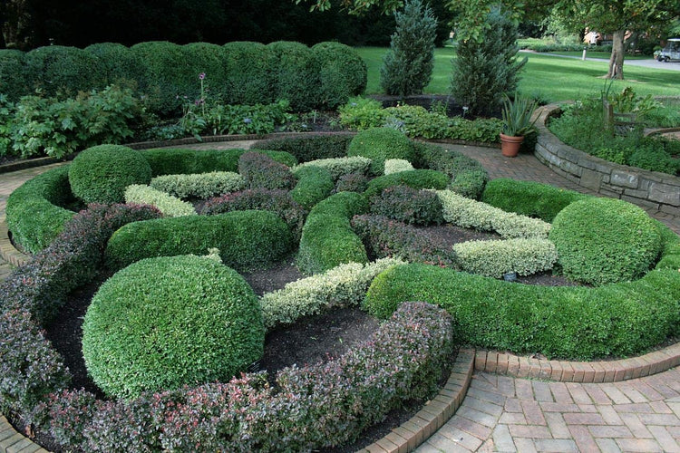 Winter Green Korean Boxwood - Live Plants - Buxus Microphylla - Fast Growing Cold Hardy Formal Evergreen Shrub