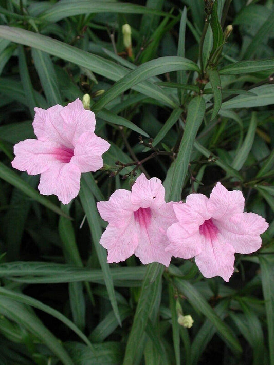 Mexican Petunia Pink I Large Gallon Size Plants I Ruellia Brittoniana | Live Delicate Pink Flowers, Drought and Heat Tolerant, Perfect for Borders and Containers