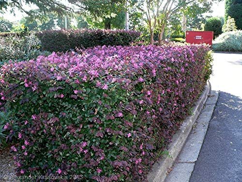 Loropetalum 'Plum Delight' - Chinese Fringe Flower - Live Plants - Evergreen Flowering Shrub