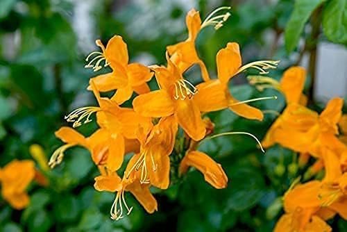 Cape Honeysuckle | Live Plants | Tecomaria Capensis | Birds & Butterfly Attracting Versatile Shrub