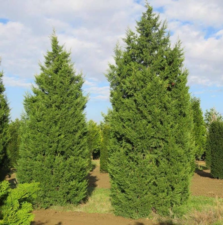 Keteleeri Juniper | Live Quart Size Plants | Stunning Evergreen for Year-Round Beauty, Excellent for Privacy Hedges, Windbreaks, and Ornamental Landscaping, Drought Tolerant