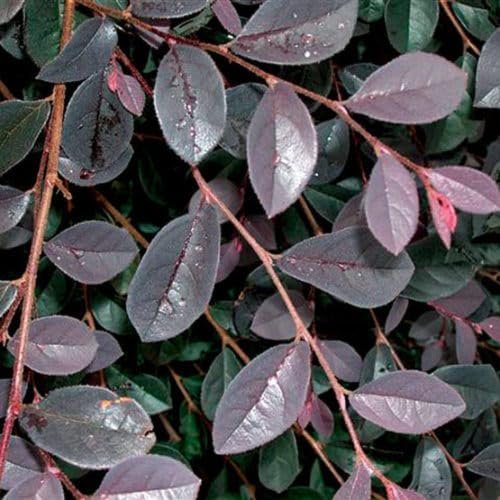 Loropetalum Carolina Midnight | Extra Large 3 Gallon Plant | Botanical Name: Loropetalum Chinense | Low Maintenance | Fast Growing