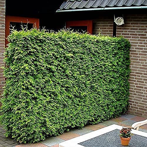 Green Giant Arborvitae | Live Gallon Tree | Thuja Plicata | Evergreen Privacy Screening Plants