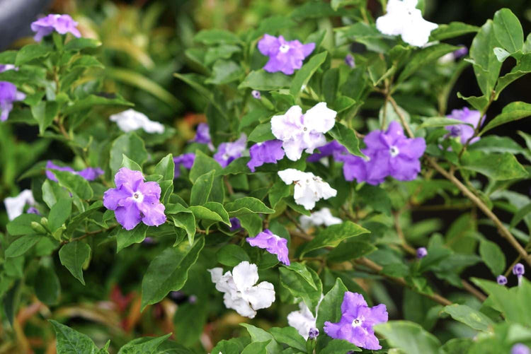 Yesterday Today Tomorrow | Extra Large 3 Gallon Plants | Brunfelsia pauciflora | Fragrant Blooms | Full Sun to Partial Shade