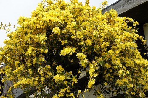 Carolina Jasmine - Live Plants - Gelsemium Sempervirens Jessamine - Beautiful Fragrant Blooming Vine