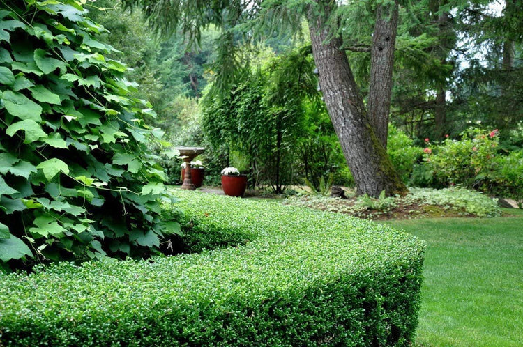 Dwarf Yaupon Holly | Ilex Schilling Stokes Vomitoria | Live Plants | Drought Tolerant Low Maintenance Evergreen Hedge