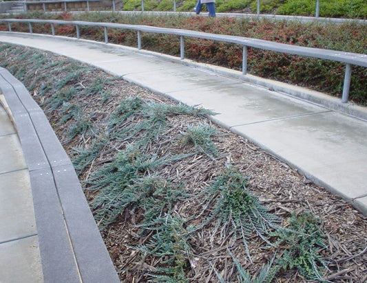 Blue Rug Juniper - Live 4 Inch Plants - Juniperus Horizontalis 'Wiltonii' - Drought Tolerant Cold Hardy Evergreen