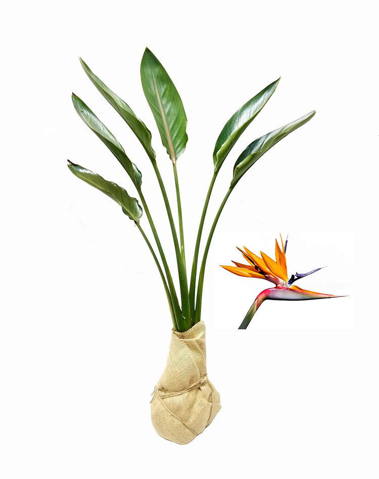 Orange Bird of Paradise - Strelitzia Reginae - Large Live Plants - Tropical Perennial Blooming Specimen