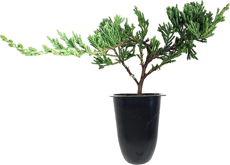 Juniper Bar Harbor - Live Plants - Juniperus Horizontalis - Drought Tolerant Cold Hardy Evergreen Ground Cover