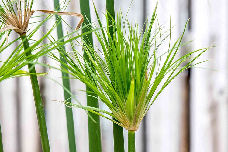 Dwarf Papyrus Plant | Live Plants | Cyperus Shade & Wet Tolerant Aquatic Foliage