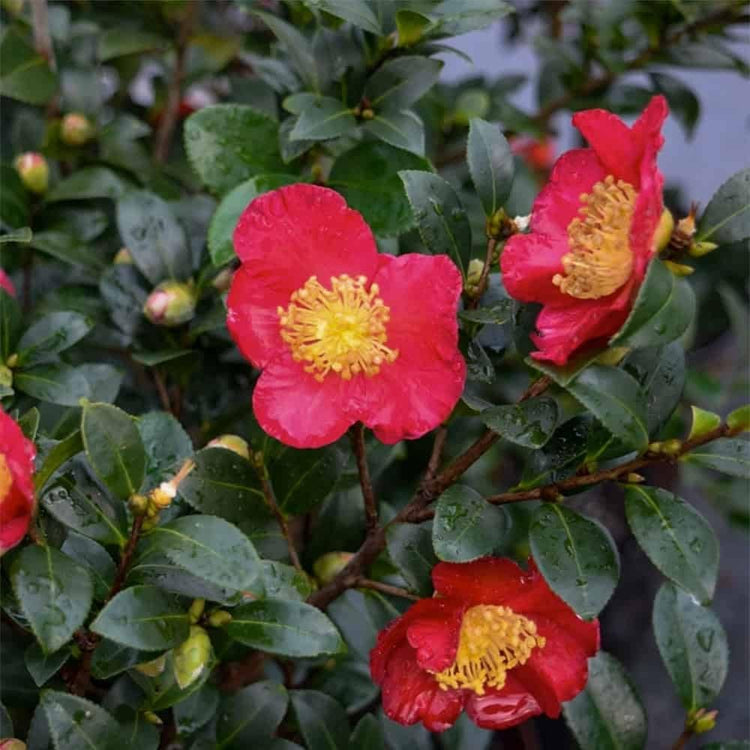 Camellia Sasanqua Yuletide I Extra Large Gallon Plants I Red Flowering Bright Red Winter Blooms, Live Plant for Indoor & Outdoor Gardens