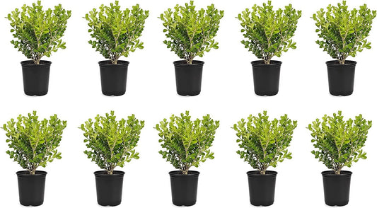 Japanese Boxwood | Live Inch Pots | Buxus Microphylla | Formal Evergreen Low Maintenance Hedge