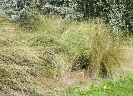 Sand Cord Grass I Large Gallon Size Plants I Spartina Bakeri I Live Plants, Salt-Tolerant Native Grass for Wetlands, Erosion Control, and Coastal Landscaping