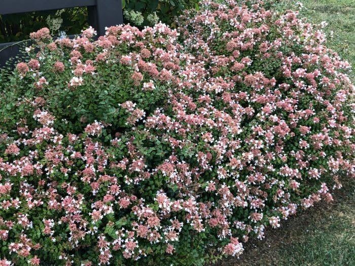 Abelia Rose Creek | Extra Large Gallon Plants | Fragrant & Flourishing Shrub, Compact, Ornamental Plant Ideal for Hedges, Borders & Landscape Accents, Low-Maintenance & Drought-Resistant