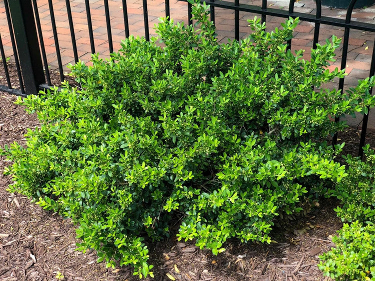 Hoogendoorn Holly Shrub I Large Gallon Size Plants I Ilex Crenata | Lustrous Evergreen for Hedging, Privacy Screens, and Decorative Accents