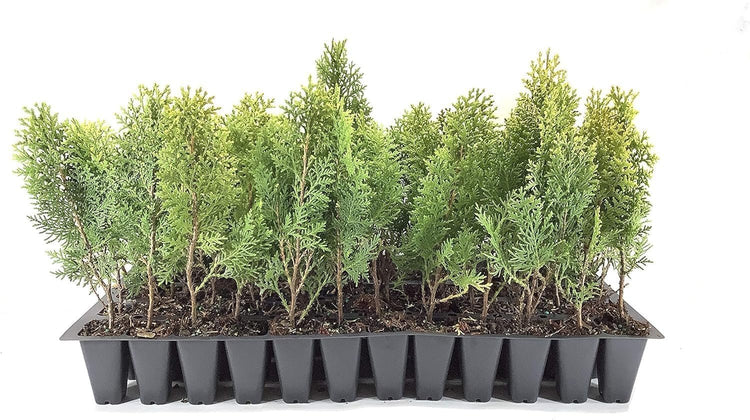 Arborvitae Berkman's Gold | Live Plants | Thuja Occidentalis | Perfect for Landscaping | Radiant & Hardy