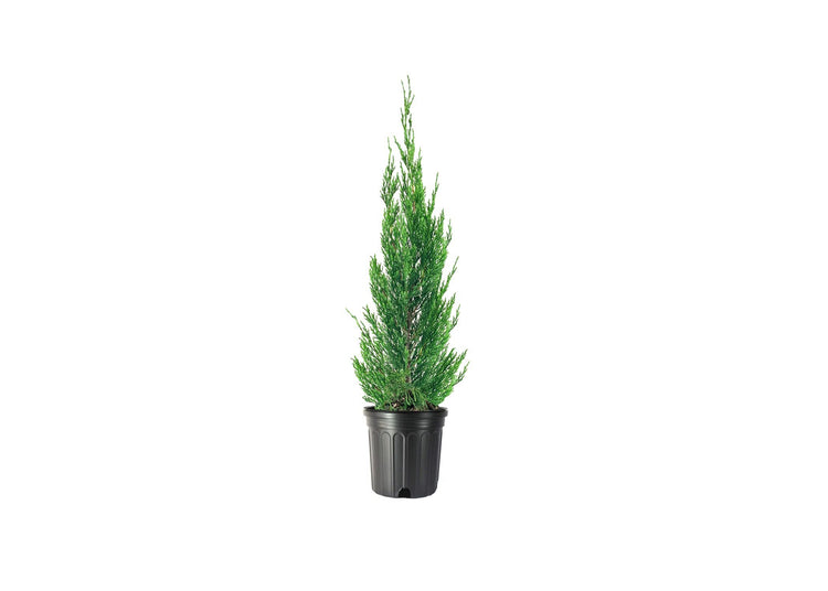 Spartan Juniper | Large Gallon Size Trees | Juniperus Chinensis | Live Evergreen Privacy Screening Plant