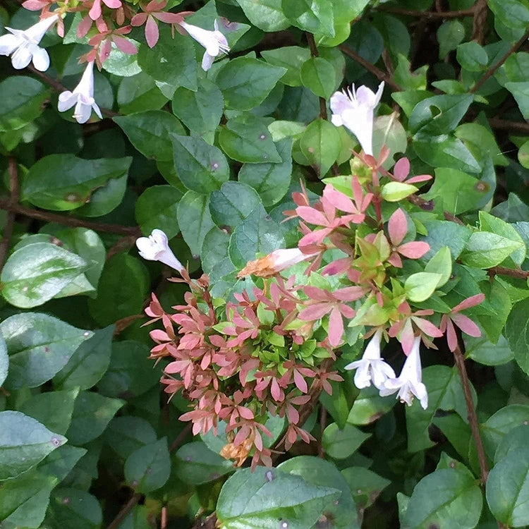 Abelia Chinensis Rose Creek | Large Gallon Size Plants | Flowering Butterfly Attracting Ornamental Shrub