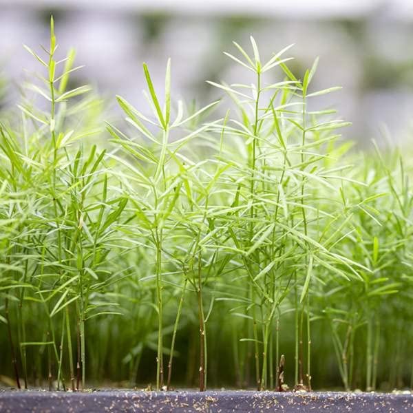 Asparagus Fern - Live Plants - Asparagus Densiflorus Sprengeri