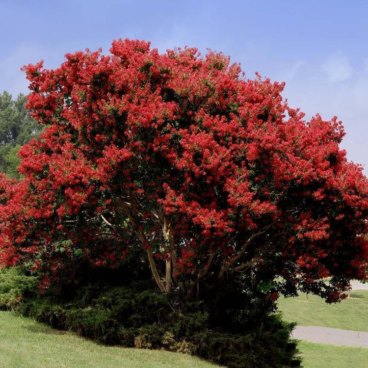 Crape Myrtle Red Rocket | Live Plants | Vivid Scarlet Blooms, Live Plant, Striking Ornamental Shrub for Vibrant Garden Displays