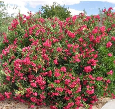 Oleander Calypso | Extra Large 3 Gallon Plants | Nerium Oleander | Hardy Perennial | Vibrant Pink Blooms