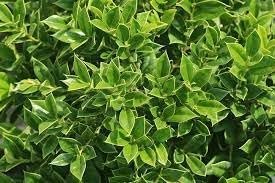 Green Carissa Holly Ilex | Extra Large 3 Gallon Plants | Ilex cornuta 'Carissa' | Hardy Evergreen Shrub | Fast-Growing Garden Accent