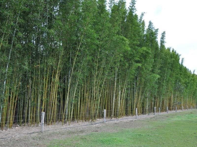 Giant Timber Bamboo | Live Plant | Bambusa Oldhamii | Beautiful Non-Invasive Clumping Bamboo Privacy Screen