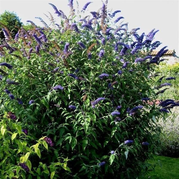 Buddleia Black Knight | Live Gallon Size Plants | Fragrant Butterfly Bush, Attracts Butterflies & Hummingbirds, Drought Tolerant Flowering Shrub