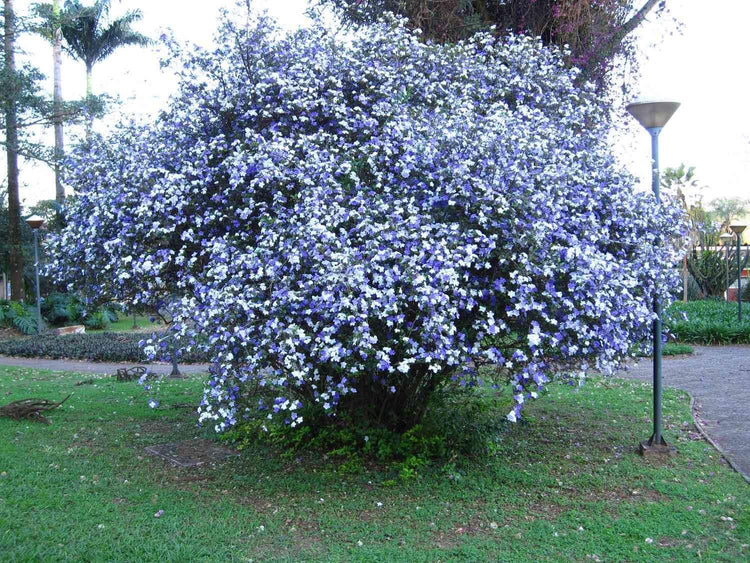 Yesterday Today Tomorrow | Extra Large 3 Gallon Plants | Brunfelsia pauciflora | Fragrant Blooms | Full Sun to Partial Shade