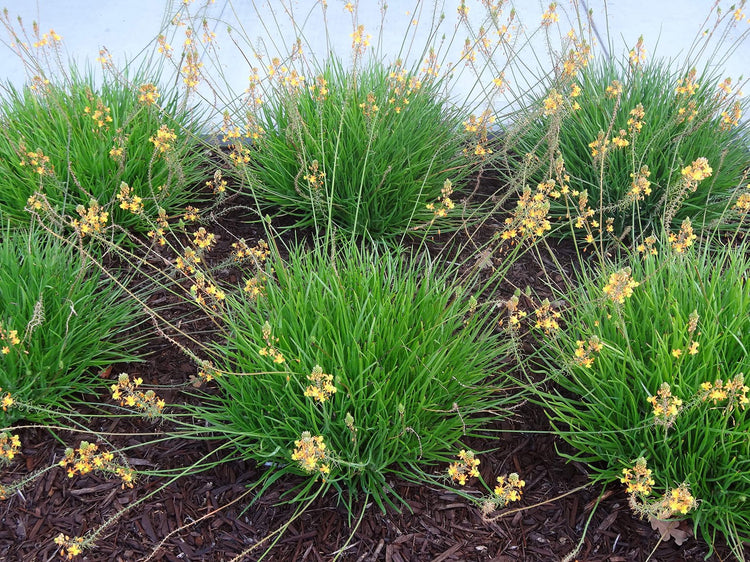 Bulbine Frutescens Hallmark Orange - Live Plants - Butterfly Attracting Flowering Groundcover