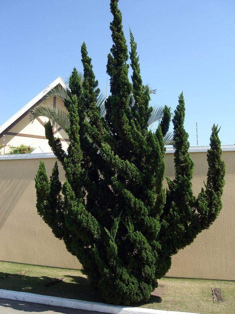 Hollywood Juniper - Juniperus Chinensis Torulosa - Live Quart Size Trees - Drought Tolerant Cold Hardy Evergreen Plant