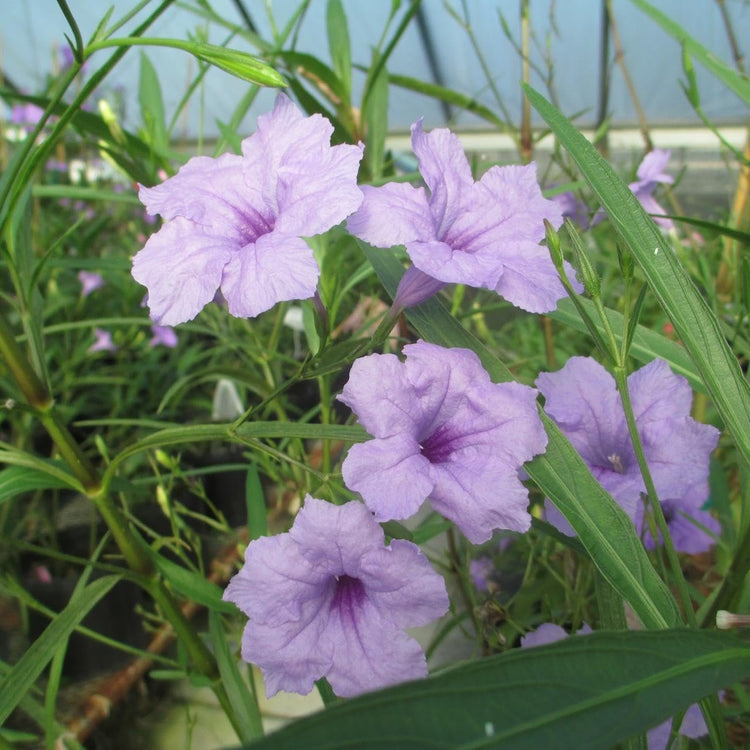 Mexican Petunia Purple I Large Gallon Size Plants I Ruellia Brittoniana | Live Vibrant Purple Flowers, Drought and Heat Tolerant, Ideal for Garden Borders and Container Planting