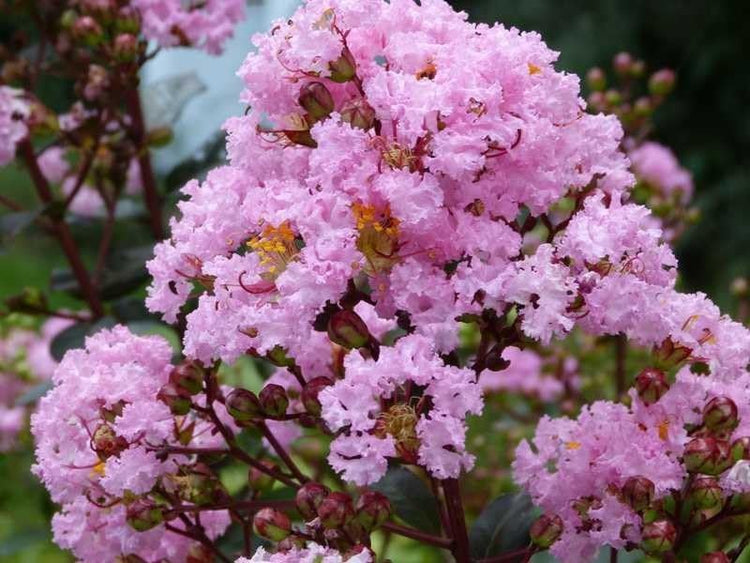 Crape Myrtle Rhapsody in Pink | Live Plants | Soft Pink Blooms, Live Plant, Elegant Ornamental Shrub for Graceful Garden Displays