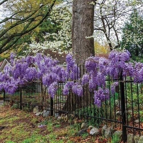 Amethyst Falls Wisteria Frutescens Vine | Live Plants | Beautiful Drought Tolerant Fragrant Purple Flowering Vine