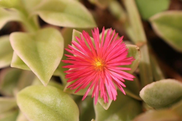 Variegated Baby Sun Rose | Live Plants | Aptenia Cordifolia Variegata | Easy Care Colorful Ground Cover | Succulent Foliage