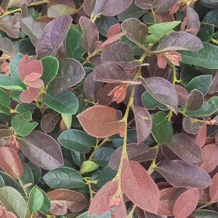 Loropetalum Ruby | Extra Large Gallon Plants | Loropetalum Chinense 'Ruby' | Vibrant Garden Addition | Easy-Grow Foliage