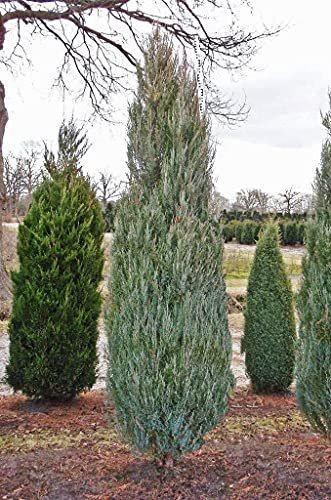 Skyrocket Juniper - Live Inch Pots - Juniperus Scopulorum - Formal Upright Evergreen Tree