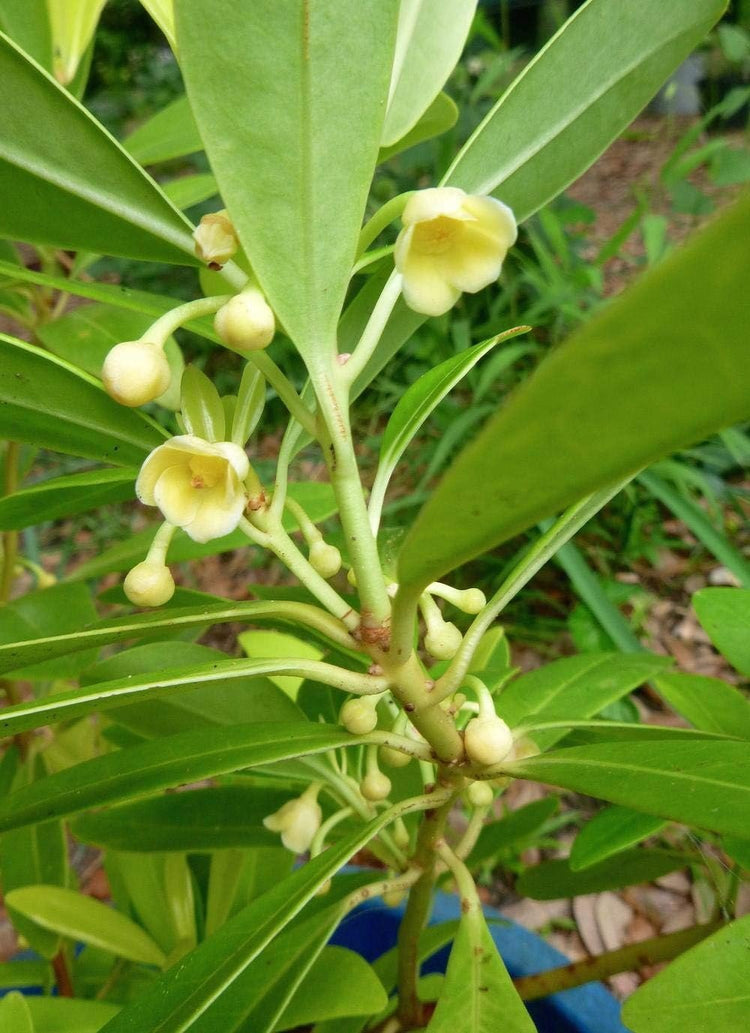 Yellow Anise Plant | Live Plants | Illicium Parviflorum | Fragrant Foliage | Evergreen Shrub | Star Anise Aromatic Ornamental (3 Plants)