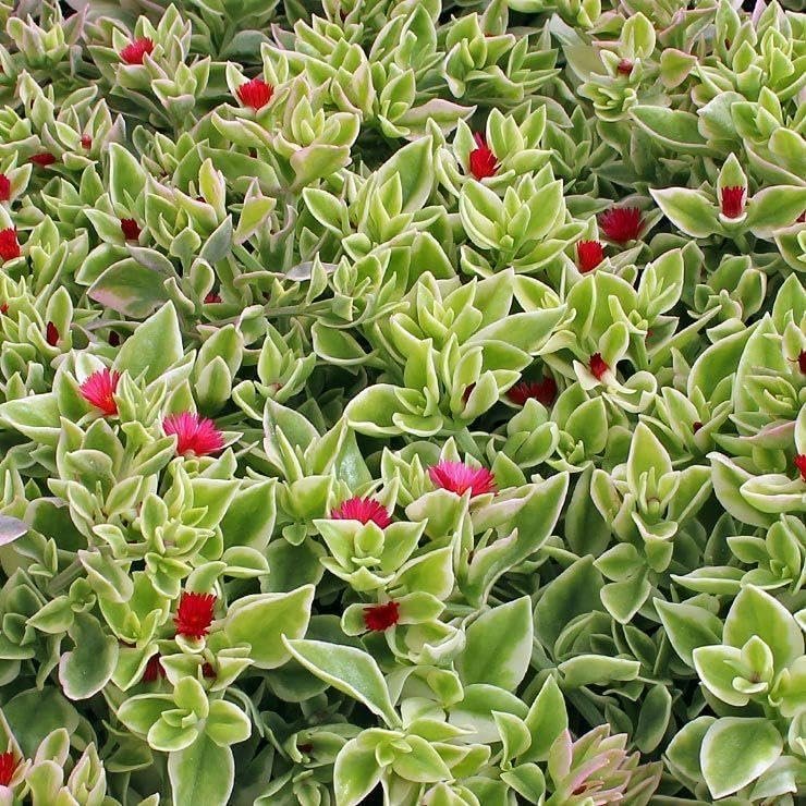 Variegated Baby Sun Rose | Live Plants | Aptenia Cordifolia Variegata | Easy Care Colorful Ground Cover | Succulent Foliage