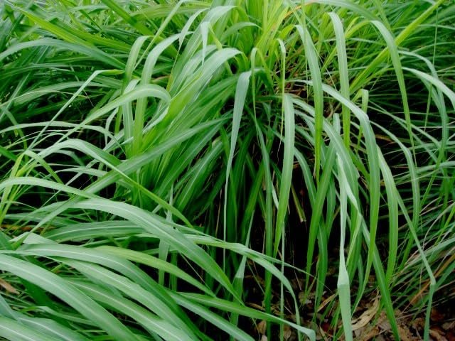 Cymbopogon Nardus Citronella Grass | Live Plants | Perfect for Outdoor Gardens and Patio Decor, Easy-to-Grow Aromatic Plant