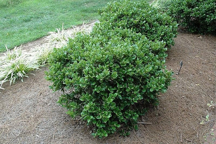 Carissa Holly I 3 Large Gallon Size Plants I Ilex Cornuta I Live Dense Evergreen Shrub for Hedging, Borders, and Ornamental Landscaping, Glossy Leaves and Red Berries