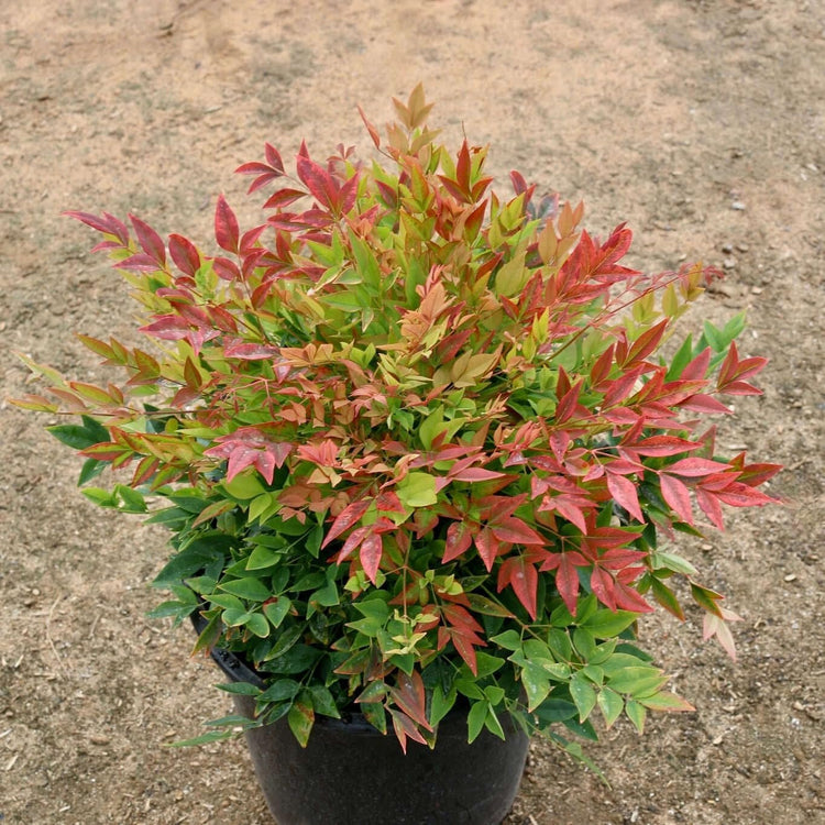 Nandina Gulfstream | Extra Large 3 Gallon Plants | Nandina Domestica 'Gulfstream' | Year-Round Colorful Foliage | Garden Accent