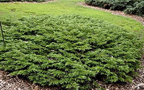 Monna Juniper Sierra Spreader | Live Gallon Size Plant | Juniperus Chinensis | Evergreen Cold Hardy Drought Tolerant Groundcover